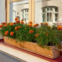Najlepsze kwiaty na parapet. Jak wybrać rośliny, które przetrwają w każdych warunkach?