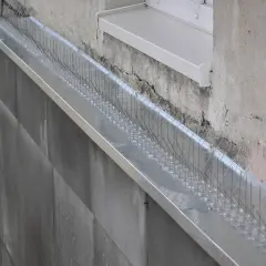 Skuteczne sposoby ochrony parapetu przed natrętami. Jak pozbyć się gołębi?