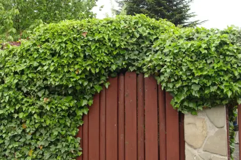 Najlepsze bluszcze na ogrodzenie. Jak wybrać idealną roślinę pnącą?