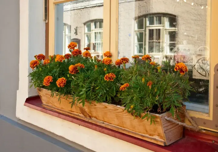 Najlepsze kwiaty na parapet. Jak wybrać rośliny, które przetrwają w każdych warunkach?