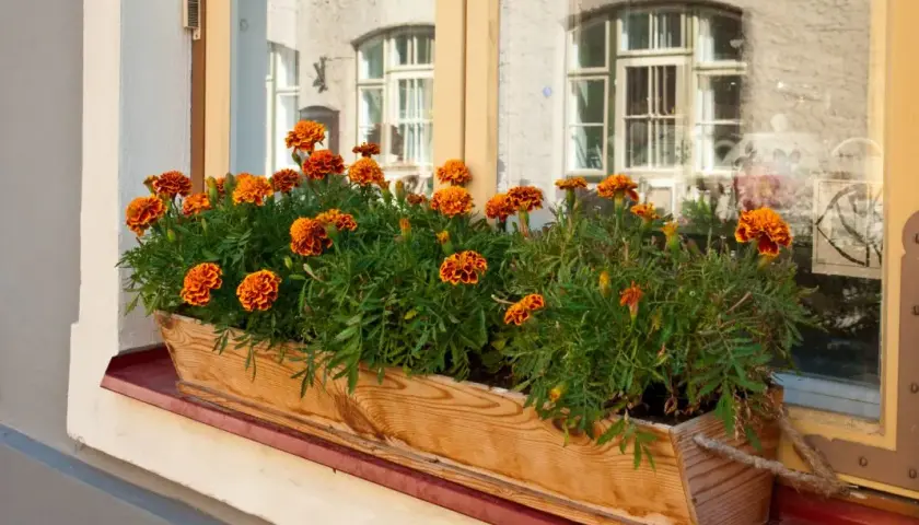 Najlepsze kwiaty na parapet. Jak wybrać rośliny, które przetrwają w każdych warunkach?