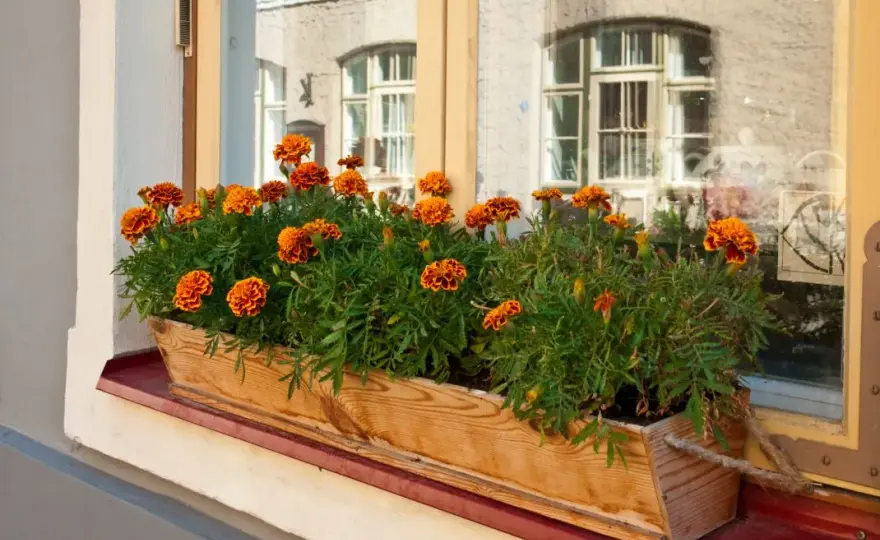 Najlepsze kwiaty na parapet. Jak wybrać rośliny, które przetrwają w każdych warunkach?
