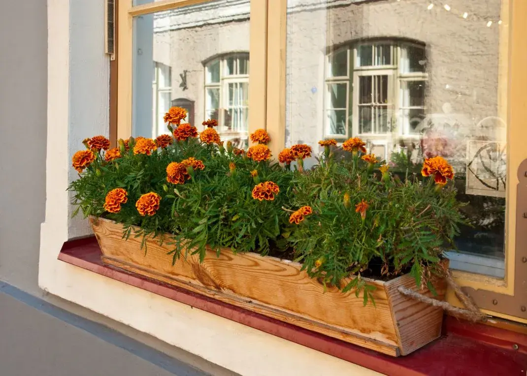Najlepsze kwiaty na parapet. Jak wybrać rośliny, które przetrwają w każdych warunkach?