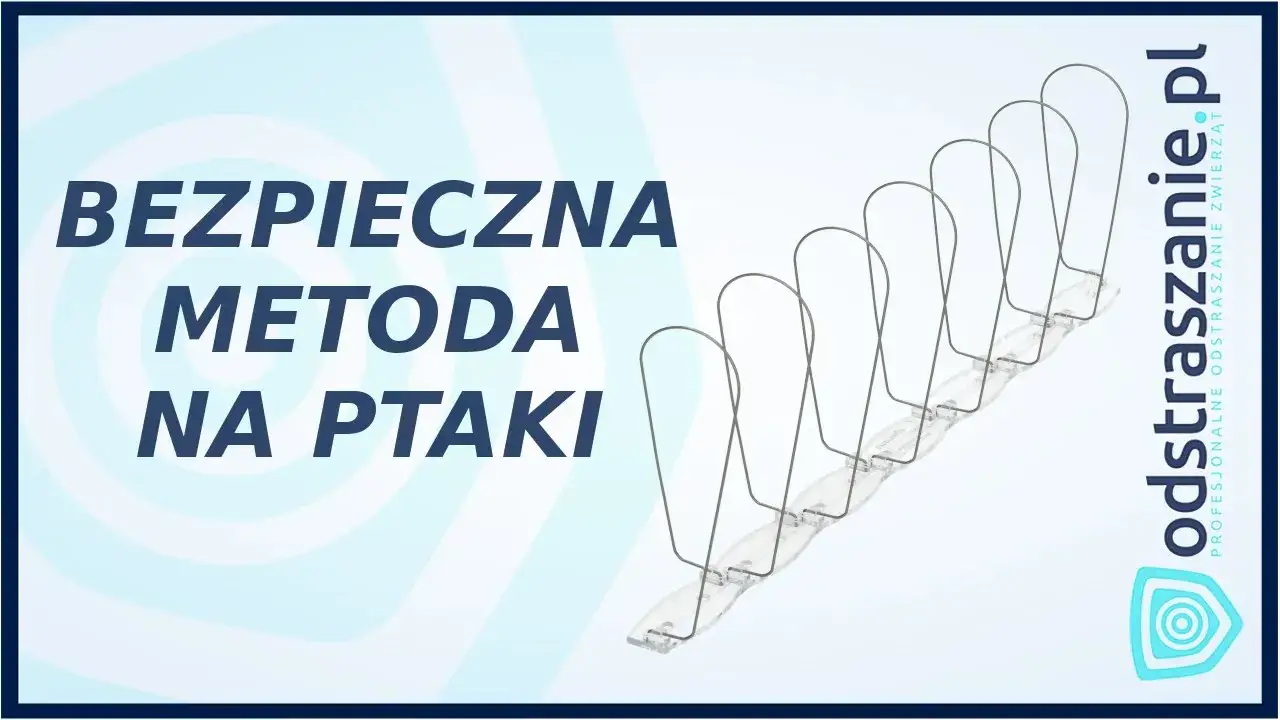 Zdjęcie Skuteczne sposoby ochrony parapetu przed natrętami. Jak pozbyć się gołębi?